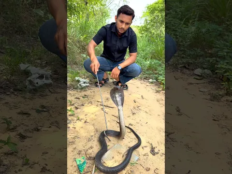 mere munne bhool na jana tu apna farj nibhana #wildliferescue #snakevideo @chitransh_Bhai2.0 #shorts