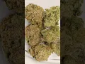 Old School OG Cannabis strain Dr Greenbody