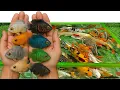 Download Lagu Unboxing Ikan Oscar, Ikan Hias Warna Warni, Ikan Glofish, Ikan Cupang, Ikan Koi, Ikan Sepat, Lobster