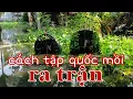 Download Lagu bẩy quốc/ tiếng chim quốc/ cách tập luyện quốc mồi/