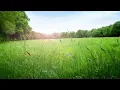 Windy day by Green Whale - music for Relax, Study, Work, Sleep