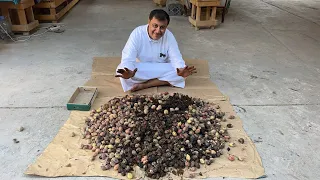 طريقة بذر اللوز الحساوي الاولى على مستوى الجزيرة العربية والمحافظة على البذور الأصيلة 