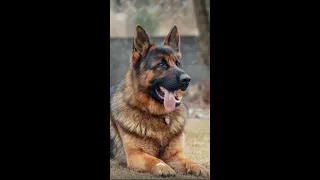 نبض قلبي خلاص وقف الاحساس 