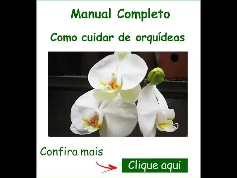 COMO CUIDAR DE ORQUIDEAS COM RAIZES AEREAS