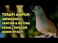 Download Lagu Perkutut Lokal Gacor Suara Paling Ampuh Untuk Pancingan Burung Perkutut Agar Bunyi...