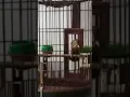Download Lagu Kicauan burung Wambi | Hwamei Gacor dor #shorts #birds