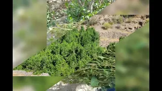 اغنيه من التراث اليافعي ابو لحمدي قال ماشي بي وهن لازاد حملي بقول الله كريم دندنها