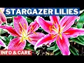 Lagu Stargazer Lilies Info and Care | How To Grow Stargazer Lilies | Stargazer Lily Bulb Planting