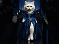 Download Lagu Royal Cat Walked Like a Diva 👑🔥 | Cat Fashion Show #Shorts