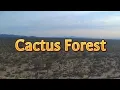 BLM camping Cactus Forest