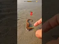 Download Lagu Guardian of the Sea: Rescuing a Stranded Seahorse 🥺