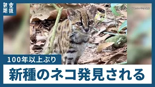 南米ボリビアで新種のネコを発見、「1世紀以上ぶり」 その名は「ティルカヨ」