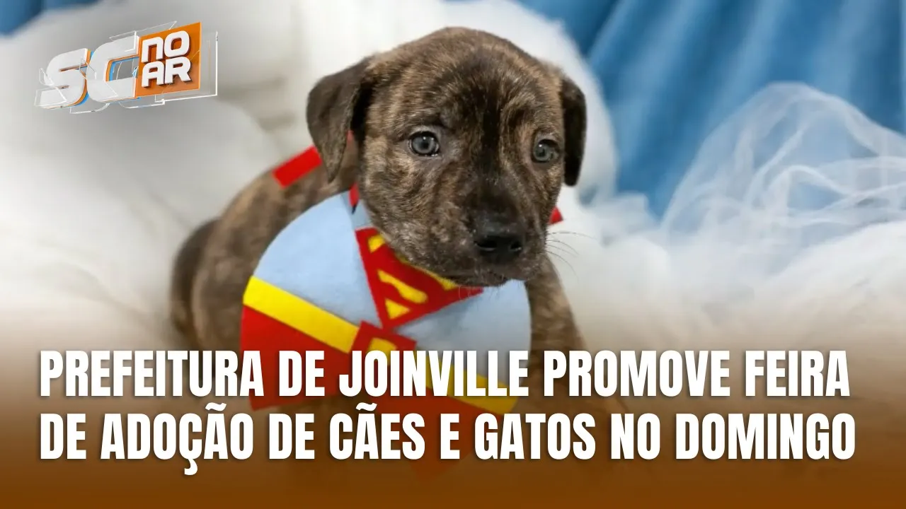 Joinville promove feira de adoção de animais no domingo