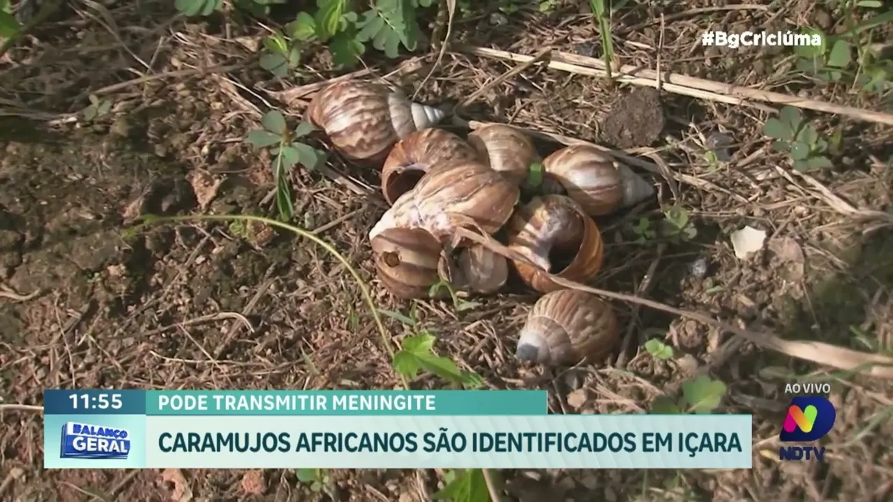 Invasão de caramujos africanos: Içara fica em alerta e adota medidas para controlar a praga