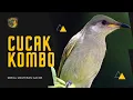 Download Lagu MASTERAN CUCAK KOMBO - PANCINGAN MALAS BUNYI SEKALI DENGAR LANGSUNG NYAUT