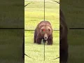 Lagu Bear Hunting | Caccia all'orso | Chasse à l'ours