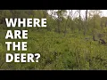 Understanding Daily Deer Movement