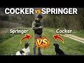 Cocker vs Springer Which Spaniel is Right for You