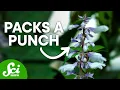 Lagu Why Salvia is One of the Strongest Psychedelics on Earth
