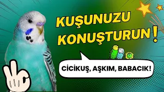 Muhabbet Kuşu Konuşma Eğitimi | "Babacık, Aşkım, Cici Kuş" Konuşan Kuş