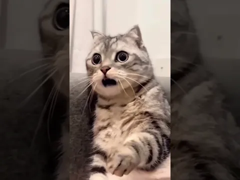 🤪🤪🤪🐈