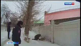 Омские полицейские спасли раненую косулю