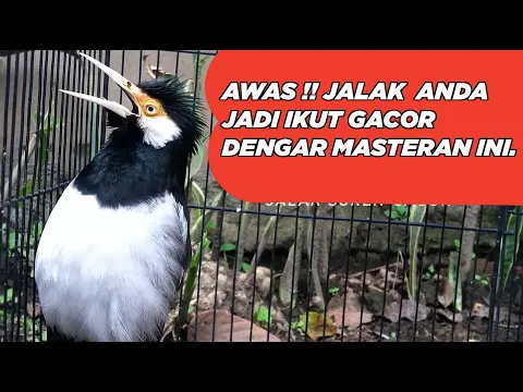 Download MP3 MASTERAN JALAK SUREN FULL ISIAN untuk semua burung jalak yang masih Jarang Bunyi Agar Cepat Gacor