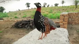 kala teetar ki awaz kala teetar ki awaaz kala teetar teetar awaz kaly teetar ki awaz teetar