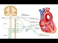 Download Lagu Sempatik sistem reseptörleri, klinik önemi ve sempatomimetik ilaçlar