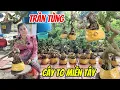 Download Lagu 30/9/2025_Trần Tùng #0336874743 _Sam núi to miền tây, sam núi xù rể cao, siêu hoa lắc,đổ bao ship 