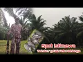 Download Lagu Berburu Tekukur | | Tekukur Kebun sawit Emang Gak Ada Abisnya