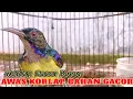 Download Lagu kolibri kelapa | wiceh | manggar | korlap gacor bocor awas korlap bahan ikut nyaut gacor