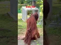 Download Lagu Orang Utan #travel