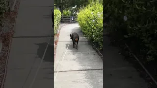 #Fyp #dream #YouTube #doberman #pets