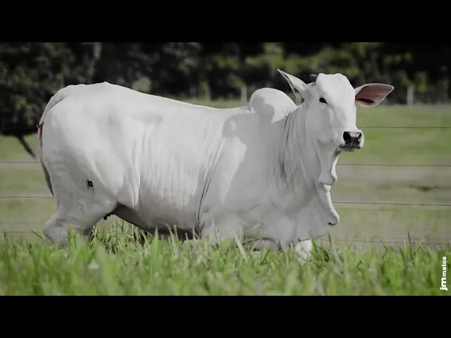 Novilha Nelore AFOM - 5111