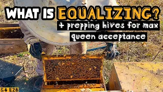 Download Should Backyard Beekeepers Equalize Beekeeping 101 #beekeeping MP3