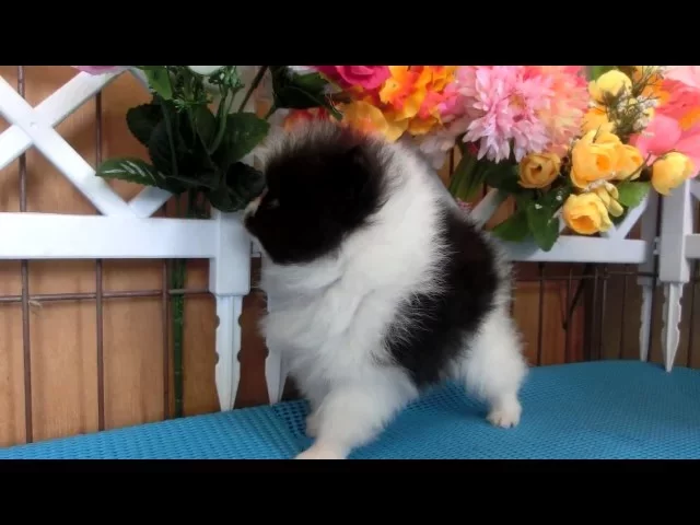 動画