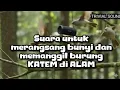 Download Lagu KATEM sound untuk merangsang bunyi dan memanggil burung di alam