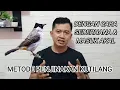 Download Lagu TIPS JITU MENJINAKKAN KUTILANG DARI OMBYOKAN DENGAN CARA SEDERHANA
