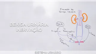Urinary bladder: Innervation