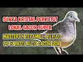 Suara NGEROL Perkutut Lokal GACOR !! Suara Masteran Pancingan Perkutut TERUJi AMPUH COBA BUKTiKAN !!