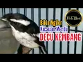 Download Lagu decu kembang gacor | burung lain langsung kaget | @fishandbird4910