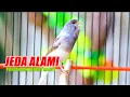 Download Lagu GACOR JEDA ALAMI, PANCINGAN KENARI MACET DAN STRES BIAR CEPAT BUNYI