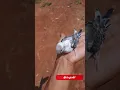 Download Lagu Anak Burung Parkit Jinak Banget krylo birdfun #birds #budgies
