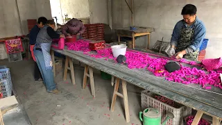 Chinese Firecracker Factory 鞭炮厂 