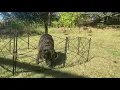 Ashman Garden Fence Galvanized 24in x 10ft - Outdoor Rustproof Metal Landscape Fencing MI gardener