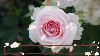 أنشودة عن الأخت أختي يا عطر الورود بدون موسيقى 