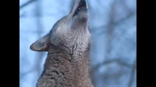 صوت الذئب الوسال 