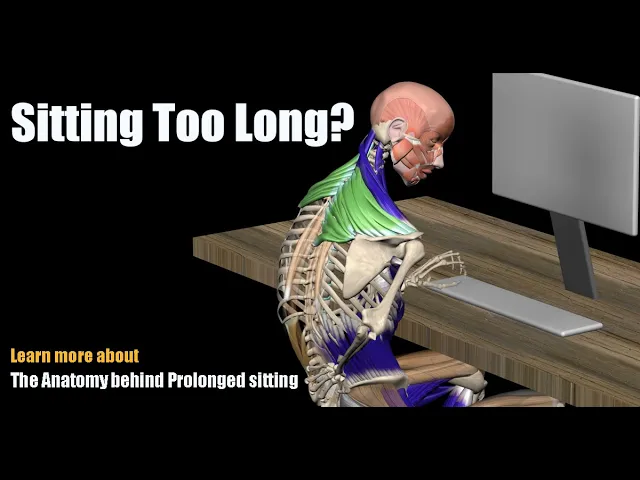 Outline Video Pain from Sitting Too Long? The Anatomy behind Prolonged sitting