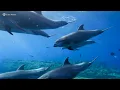 Breathtaking 8K Aquarium 🪸 Journey Through Vibrant Coral Gardens & Peaceful Underwater Views